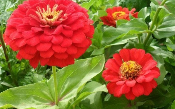 1627823375364305.jpg image.jpg