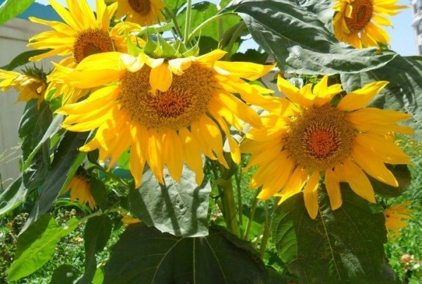 1627823439448129.jpg image.jpg