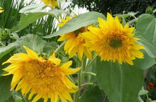 1627823451655811.jpg image.jpg