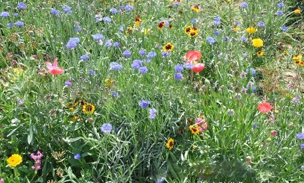 1627823566696292.jpg image.jpg