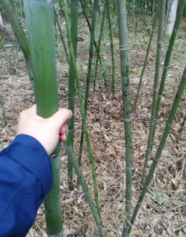 1627823720470664.jpg image.jpg