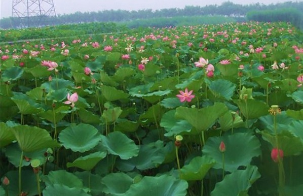 1627824051238017.jpg image.jpg