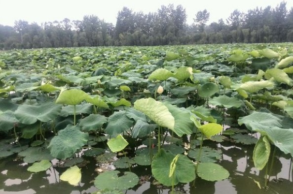 1627824058480325.jpg image.jpg