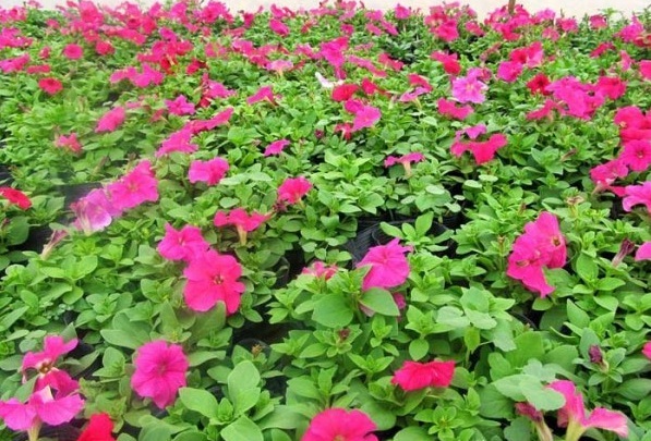 1627824192198482.jpg image.jpg