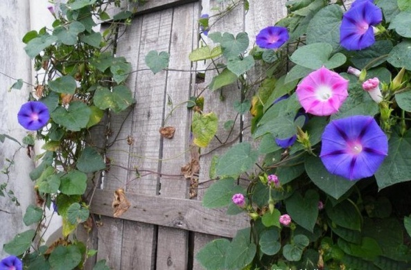 1627824202320143.jpg image.jpg