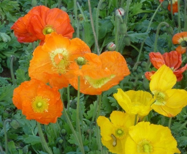 1627824452851856.jpg image.jpg