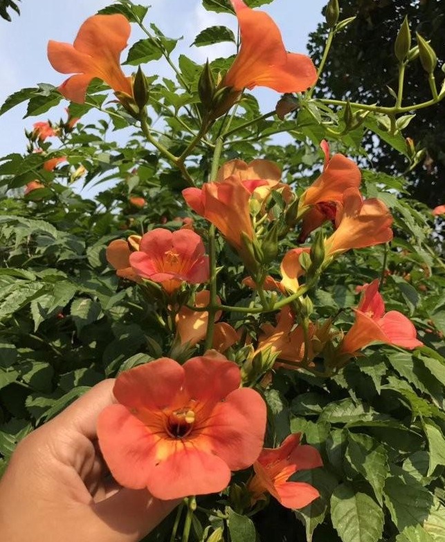 1627824537952769.jpg image.jpg