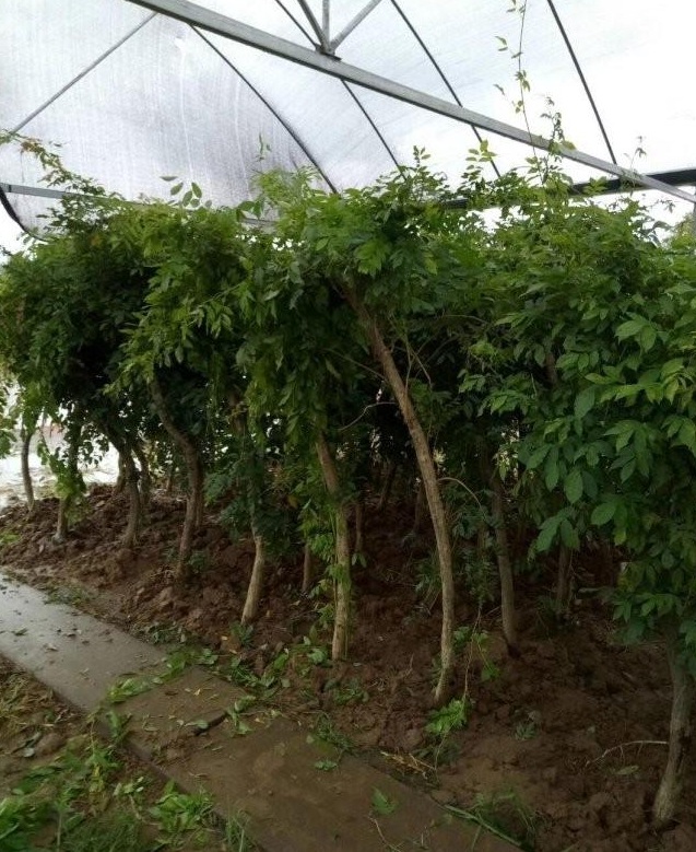 1627824553149852.jpg image.jpg