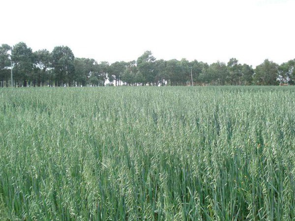 1627825258795042.jpg image.jpg