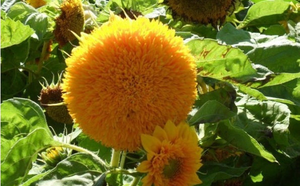 1627825369816190.jpg image.jpg