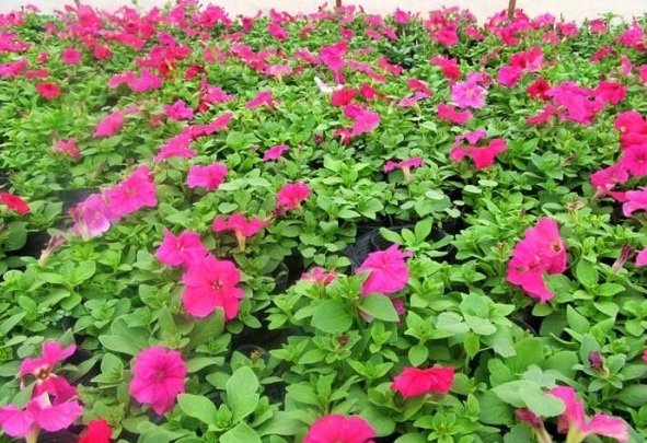 1627825566681591.jpg image.jpg