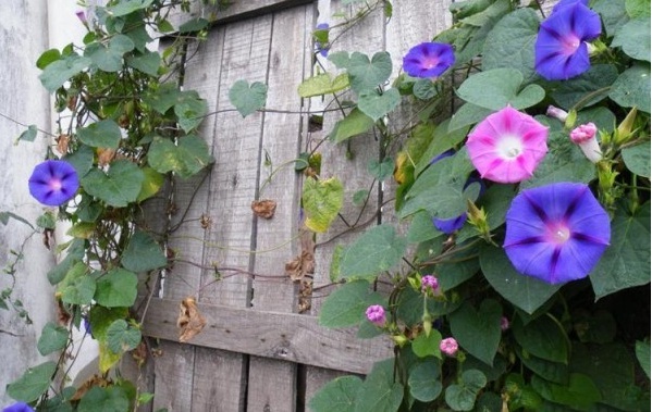 1627825575500807.jpg image.jpg