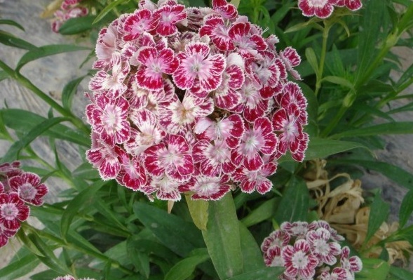 1627825808538694.jpg image.jpg