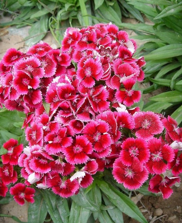 1627825836624426.jpg image.jpg