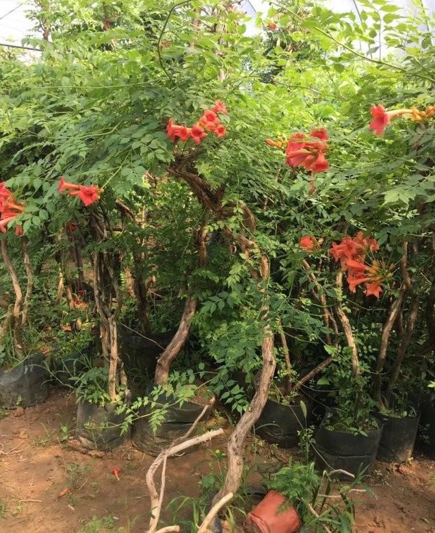 1627825924503666.jpg image.jpg