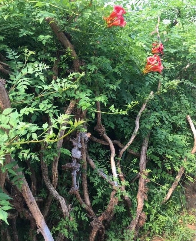 1627825947358865.jpg image.jpg