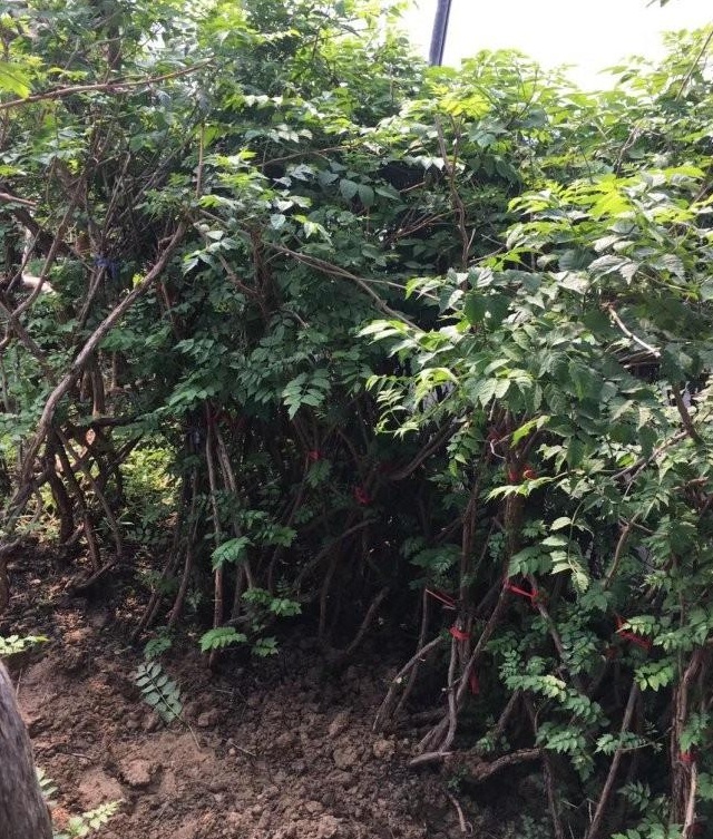 1627825961618610.jpg image.jpg