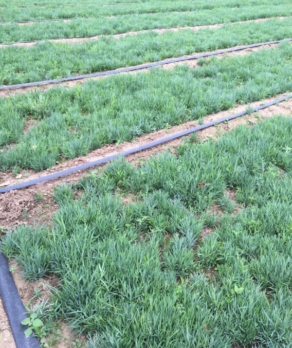 1627826205198706.jpg image.jpg