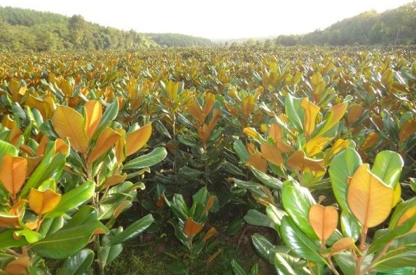 1627826436319053.jpg image.jpg