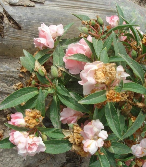 1627826538318500.jpg image.jpg