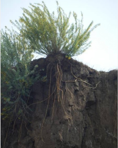 1627828699419705.jpg 檸條圖片3.PNG