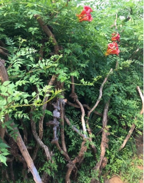 1627830586175562.jpg 凌霄花3.PNG