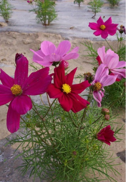 1627870990807126.jpg 格桑花1.PNG