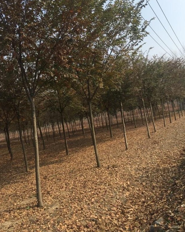 1627872561926264.jpg image.jpg