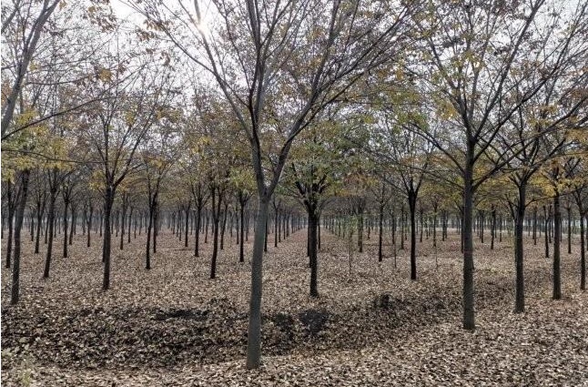 1627872571630121.jpg image.jpg