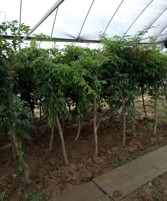 1627873090535792.jpg image.jpg