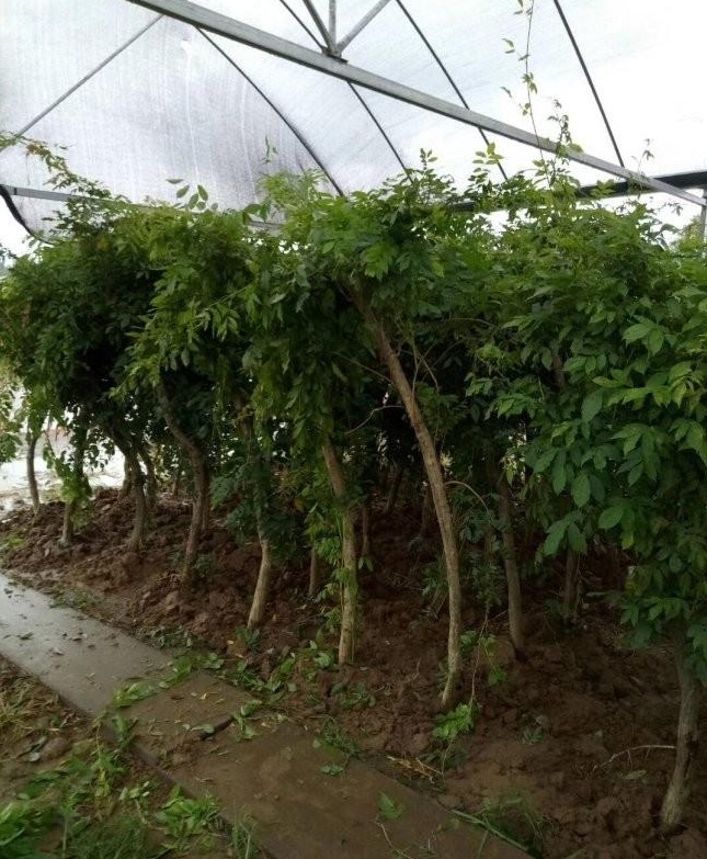 1627873110885643.jpg image.jpg