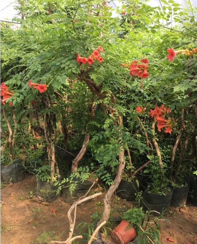 1627873127412932.jpg image.jpg