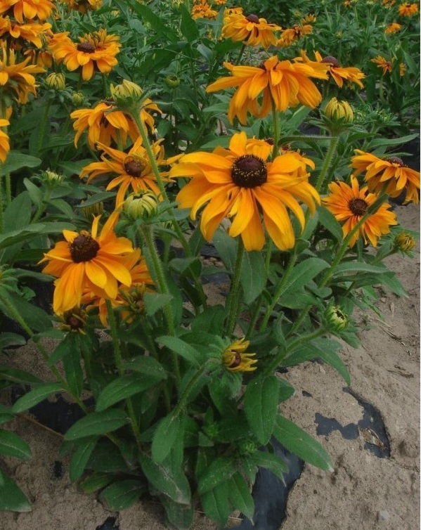 1627873193125666.jpg image.jpg