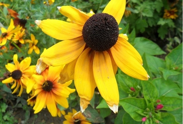 1627873203875041.jpg image.jpg