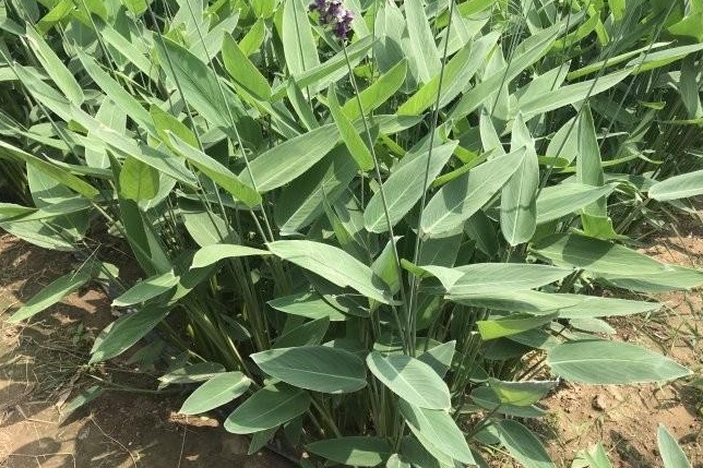 1627873843195205.jpg image.jpg