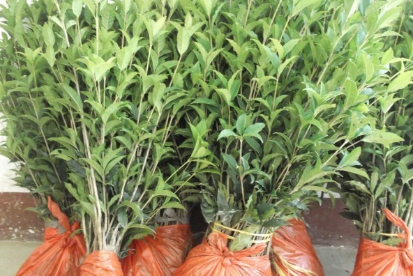 1627873931646538.jpg image.jpg