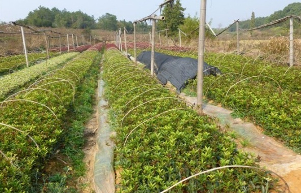 1627874004837936.jpg image.jpg