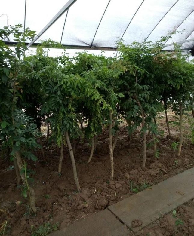 1627874336329324.jpg image.jpg