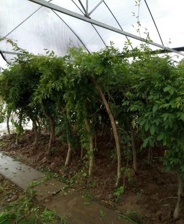 1627874365539360.jpg image.jpg