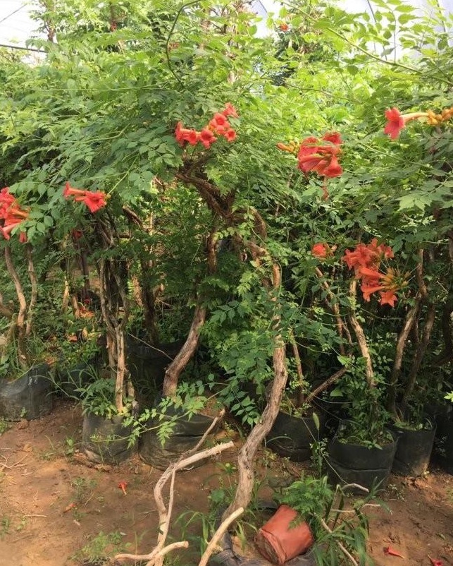 1627874407787729.jpg image.jpg