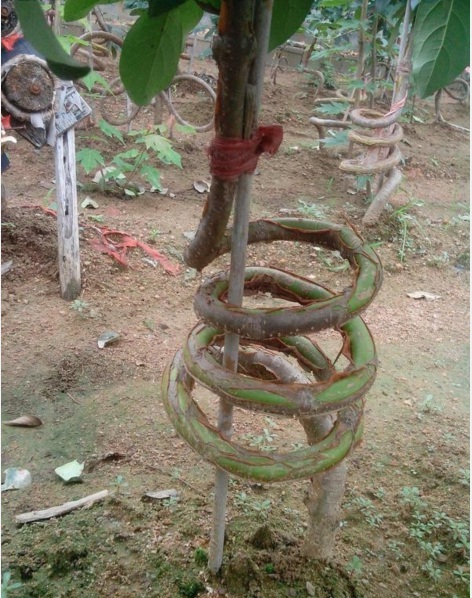 1627875179901778.jpg 流蘇2.PNG