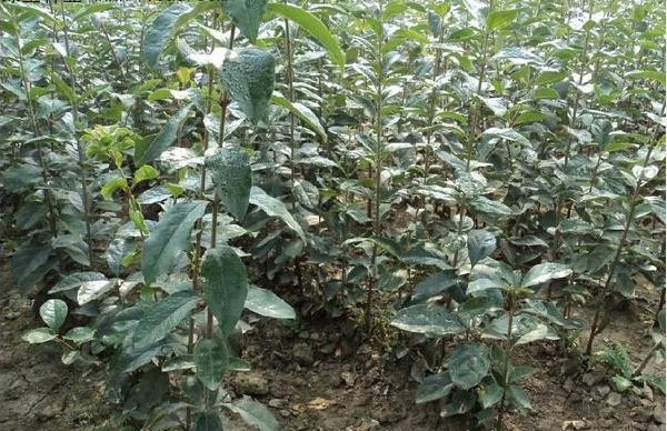 1627875302102325.jpg 流蘇3.PNG