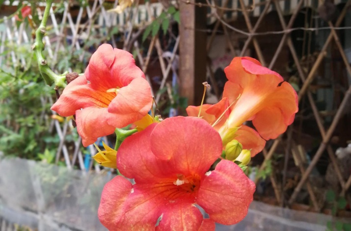 1627879368829380.jpg 1.jpg