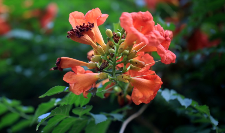 1627879388523409.jpg 2.jpg