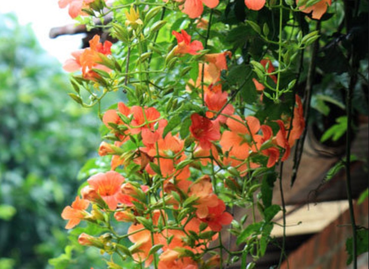 1627879414989271.jpg 凌霄花3.jpg