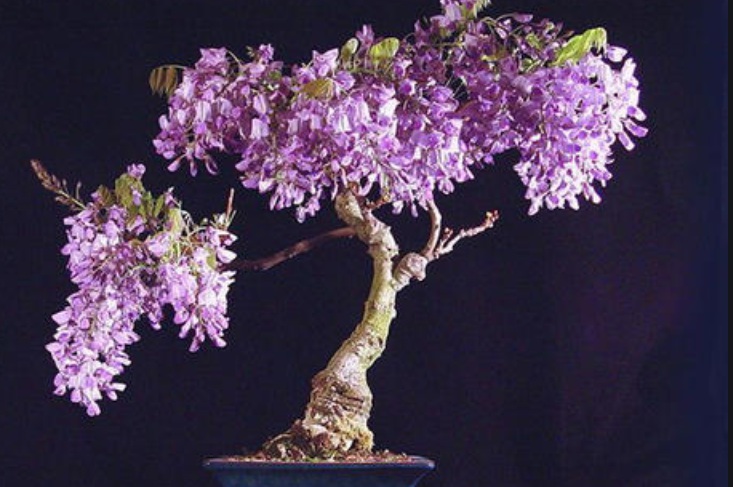 1627880666260597.jpg 紫藤花2.jpg