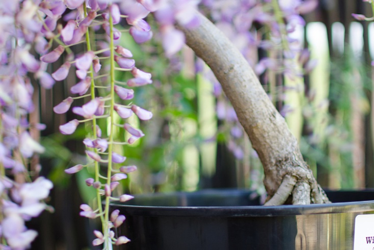 1627880682329700.jpg 紫藤花3.jpg