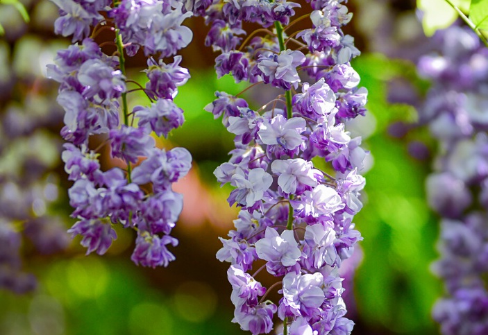 1627880845853550.jpg 紫藤1.jpg