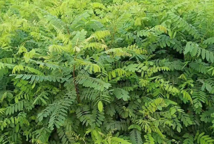 1627914188654010.jpg 紫色1.jpg