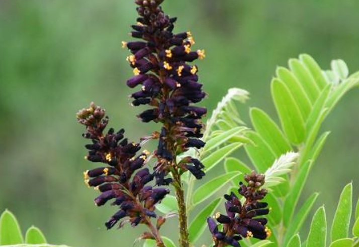 1627914214783325.jpg 紫色2.jpg